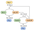 replication-fork.gif