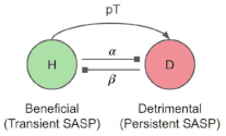 senescence-subtype.gif