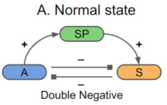 sleep-homeostasis.gif