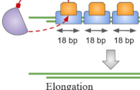 telomere-length.gif