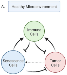 tumor-senescence.gif